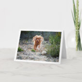 イギリス産コッカー・スパニエルが地方で走る カード (正面)