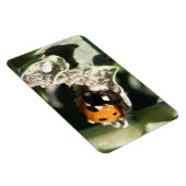 イギリス7スポットレディバグプレミアムマグネット マグネット (右側)