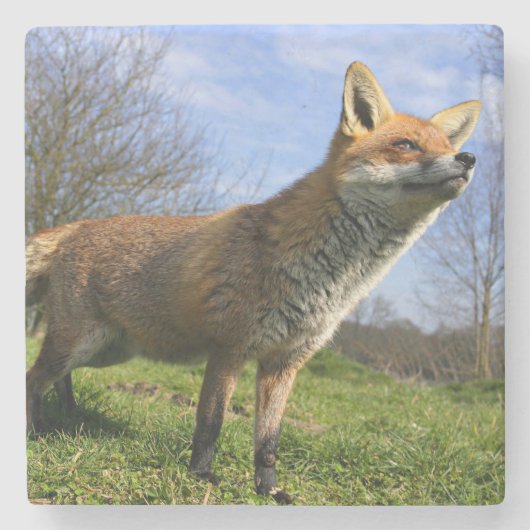 イギリス、イングランド。アカギツネ(Vulpes vulpes) ストーンコースター (正面)