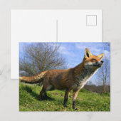 イギリス、イングランド。アカギツネ(Vulpes vulpes) ポストカード (正面/裏面)