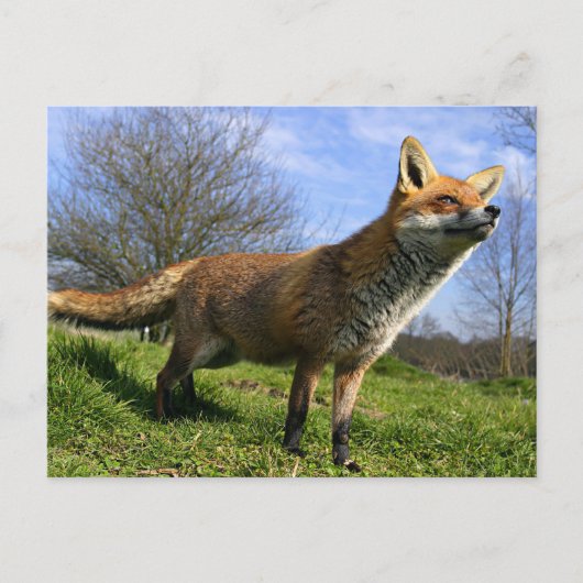 イギリス、イングランド。アカギツネ(Vulpes vulpes) ポストカード (正面)