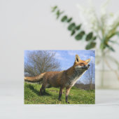 イギリス、イングランド。アカギツネ(Vulpes vulpes) ポストカード (スタンド正面)