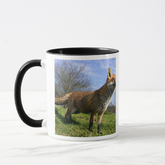 イギリス、イングランド。アカギツネ（Vulpes vulpes） マグカップ (左)