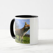イギリス、イングランド。アカギツネ（Vulpes vulpes） マグカップ (正面左)