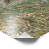 イギリス、スコットランド、シェットランド諸島、シェットランドポニー フォトプリント            (角)