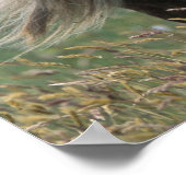 イギリス、スコットランド、シェットランド諸島、シェットランドポニー ポスター (角)