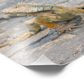 イグアナの若者 フォトプリント            (角)