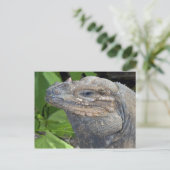 イグアナはがき ポストカード (スタンド正面)