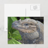 イグアナはがき ポストカード (正面/裏面)