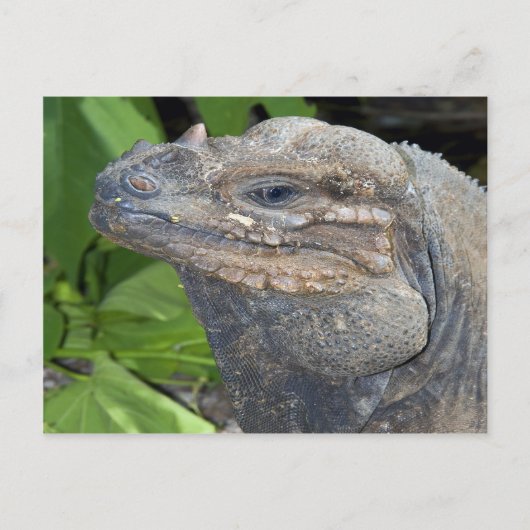 イグアナはがき ポストカード (正面)