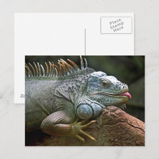 イグアナはがき ポストカード (正面/裏面)