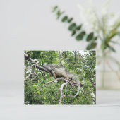 イグアナエンモナガス ポストカード (スタンド正面)