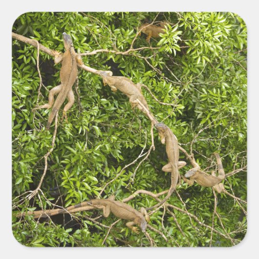 イグアナツリー スクエアシール (正面)