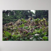 イグアナツリー ポスター (正面)