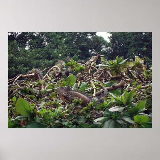 イグアナツリー ポスター (正面)