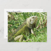 イグアナプエルトリコ ポストカード (正面/裏面)