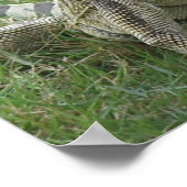 イグアナプリント ポスター (角)