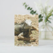 イグアナリザードはがき ポストカード (スタンド正面)