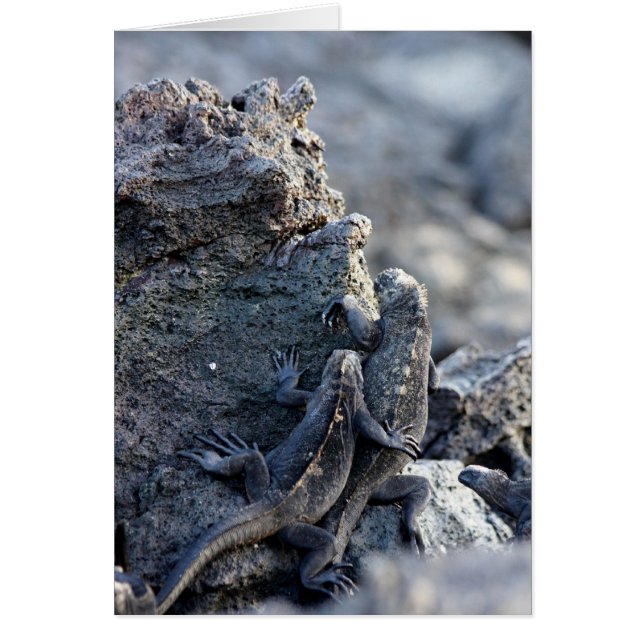 イグアナ一緒に (正面)