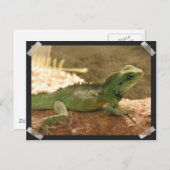 イグアナ写真はがき ポストカード (正面/裏面)