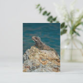 イグアナ州，セントトーマス ポストカード (スタンド正面)