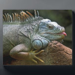 イグアナ斑 フォトプラーク<br><div class="desc">この写真の他のアイテムについては、ストアを参照する。</div>