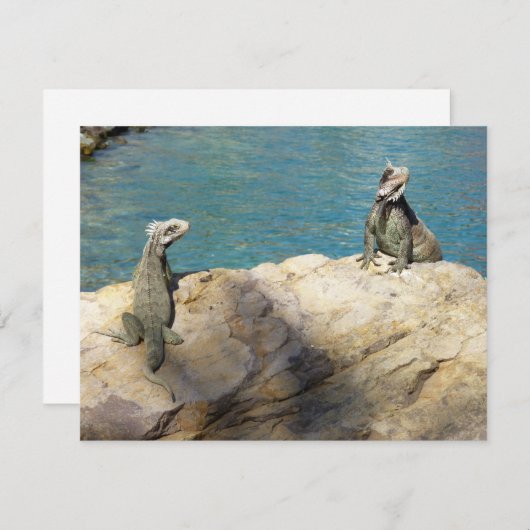 イグアナ熱帯野生動物写真ペア (正面/裏面)