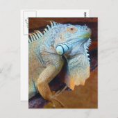 イグアナ爬虫類 ポストカード (正面/裏面)