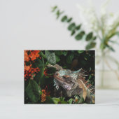 イグアナ鮮やかポストカード、米国ヴァージン諸島 ポストカード (スタンド正面)