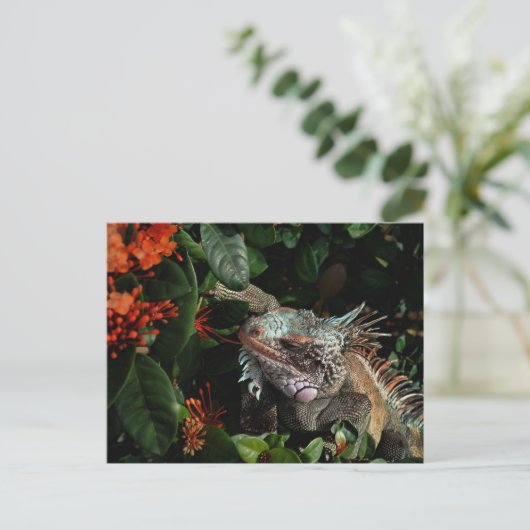 イグアナ鮮やかポストカード、米国ヴァージン諸島 ポストカード (スタンド正面)