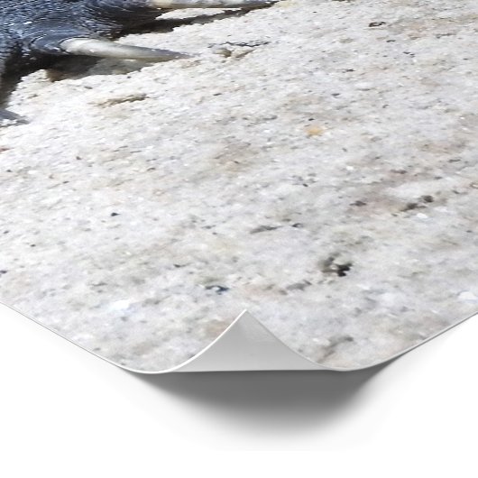 イグアナ ポスター (角)