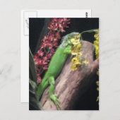 イグアナ ポストカード (正面/裏面)