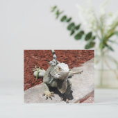 イグアナ ポストカード (スタンド正面)