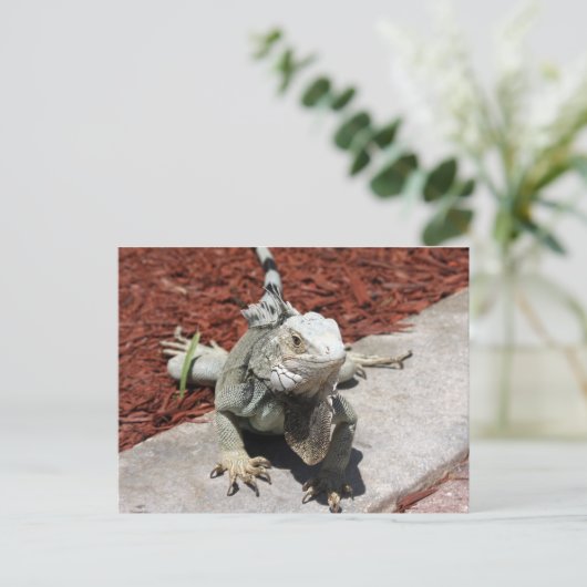 イグアナ ポストカード (スタンド正面)