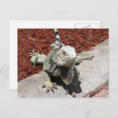 イグアナ ポストカード (正面/裏面)