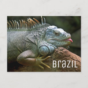イグアナ・リザードブラジル野生生物 ポストカード