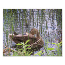イグサの中のカモを警戒させる。