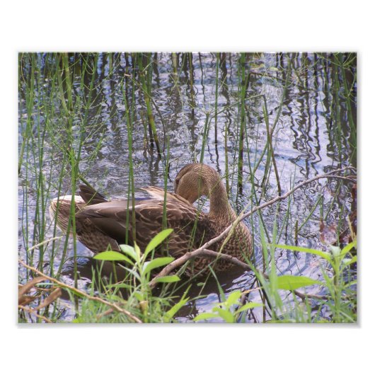 イグサの中のカモを警戒させる。 フォトプリント            (正面)