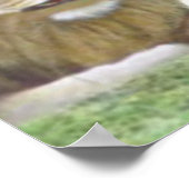 イザヤ11:6ライオンと小羊 ポスター (角)