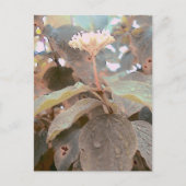 イザヤ41:13 ポストカード (正面)