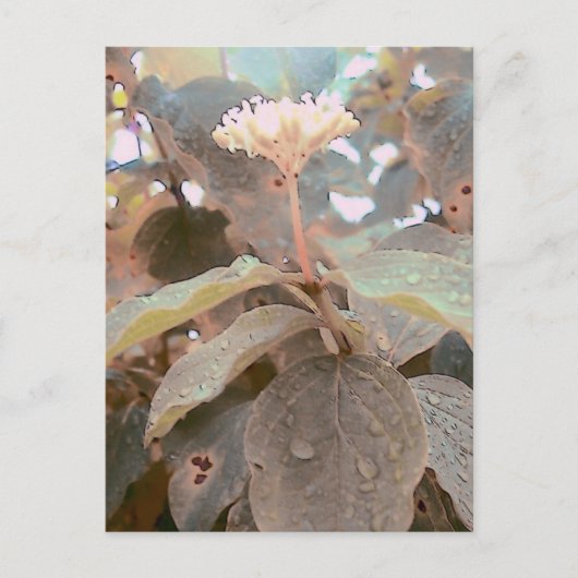 イザヤ41:13 ポストカード (正面)