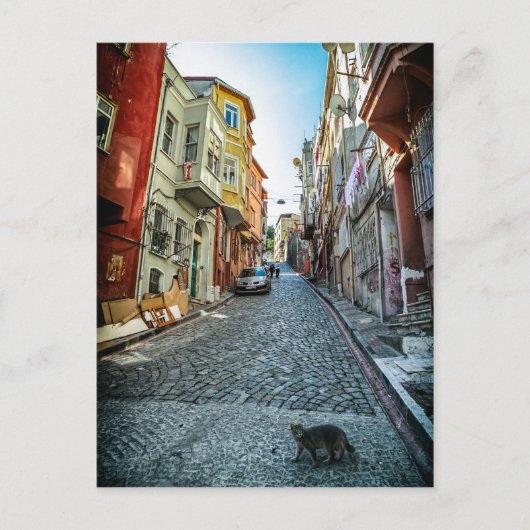 イスタンブール通りの猫 ポストカード (正面)