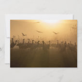 イスラエルのアガモンハフラ湖で鶴の鳥の群れ サンキューカード (正面)