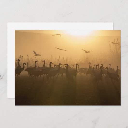 イスラエルのアガモンハフラ湖で鶴の鳥の群れ サンキューカード (正面/裏面)