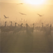 イスラエルのアガモンハフラ湖で鶴の鳥の群れ シール (正面)