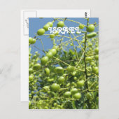 イスラエルのオリーブの木 ポストカード (正面/裏面)