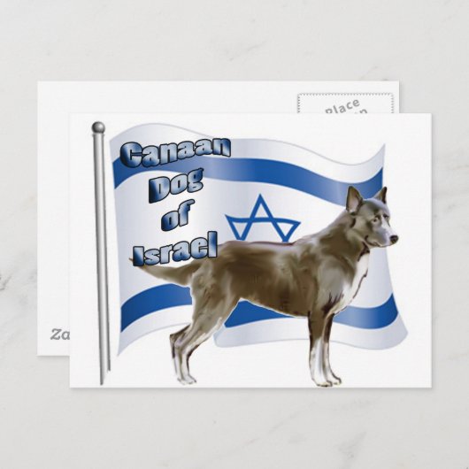 イスラエルのカナン犬 ポストカード (正面/裏面)
