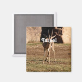 イスラエルのガゼル マグネット (正面/裏面)