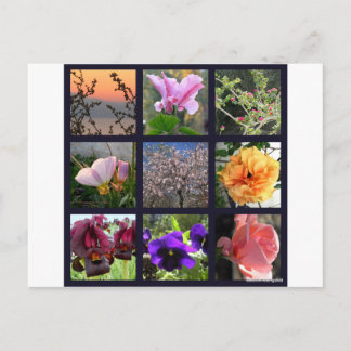 イスラエルの花 ポストカード