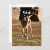 イスラエルガゼル ポストカード (正面/裏面)